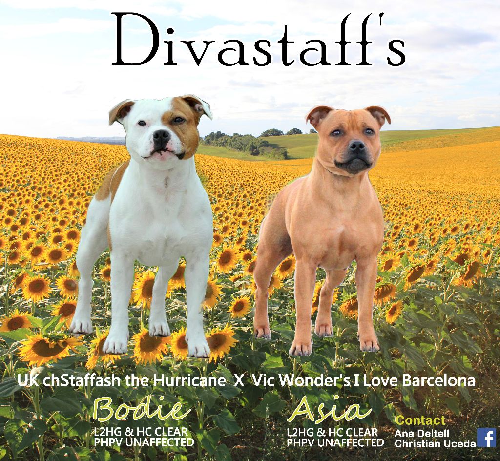 Divastaffs - Staffordshire Bull Terrier - Portée née le 31/12/2018