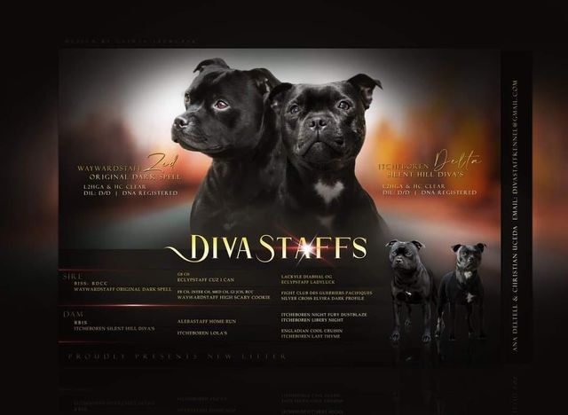 Divastaffs - Staffordshire Bull Terrier - Portée née le 27/10/2020