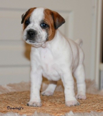 CHIOT MALE PIED