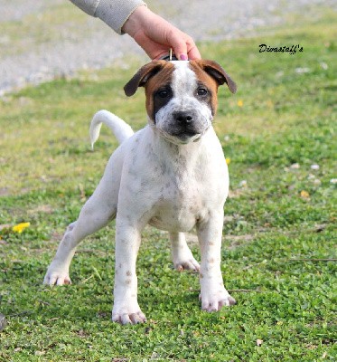 CHIOT MALE PIED