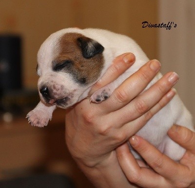 CHIOT MALE PIED