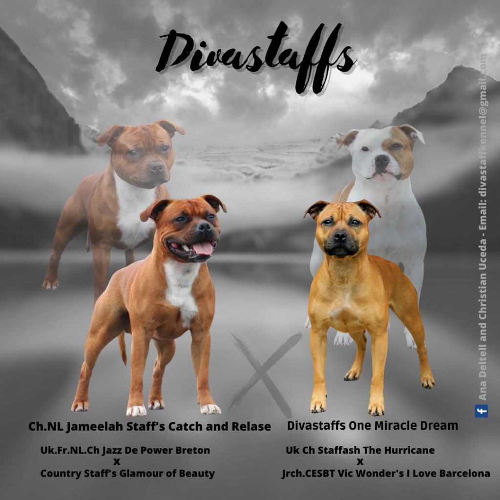 Divastaffs - Staffordshire Bull Terrier - Portée née le 12/12/2021