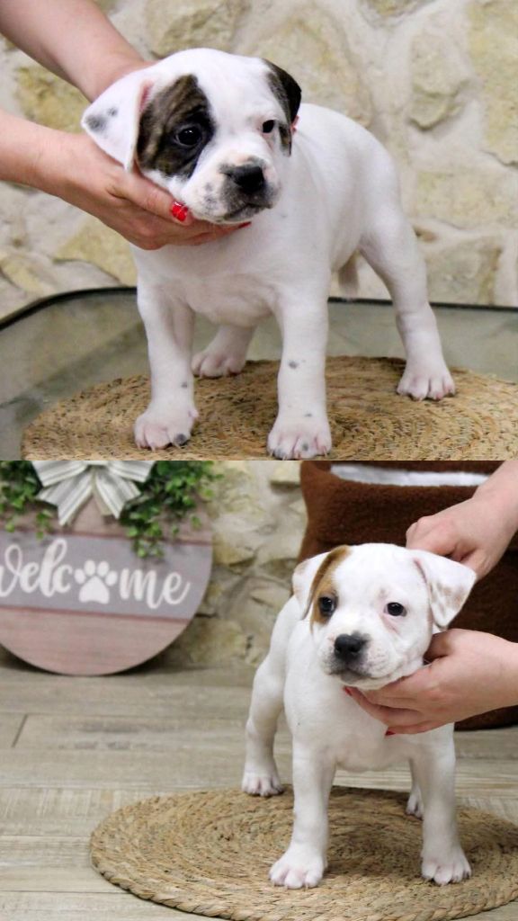 2 CHIOTS DISPONIBLES 