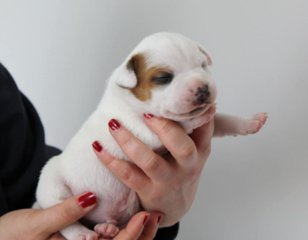 Divastaffs - Chiots disponibles - Staffordshire Bull Terrier