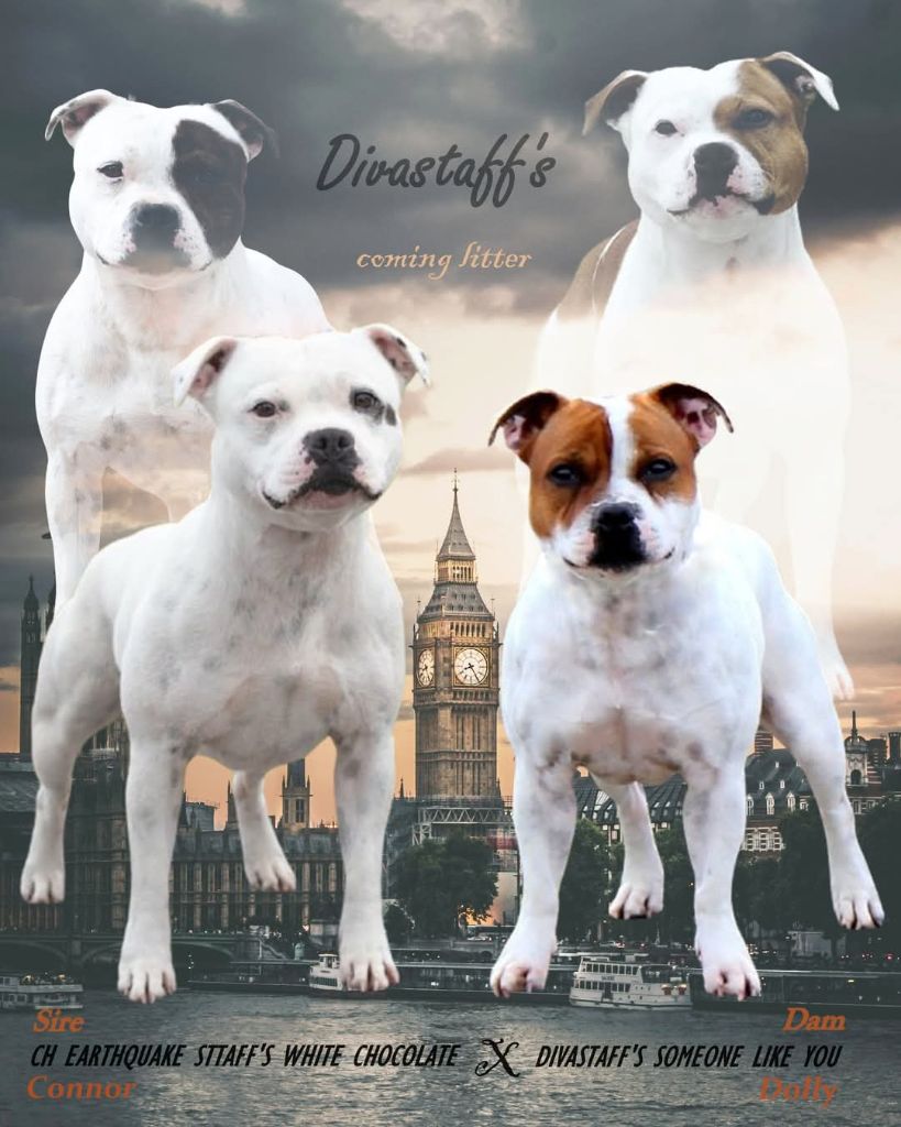 Chiot Staffordshire Bull Terrier Divastaffs